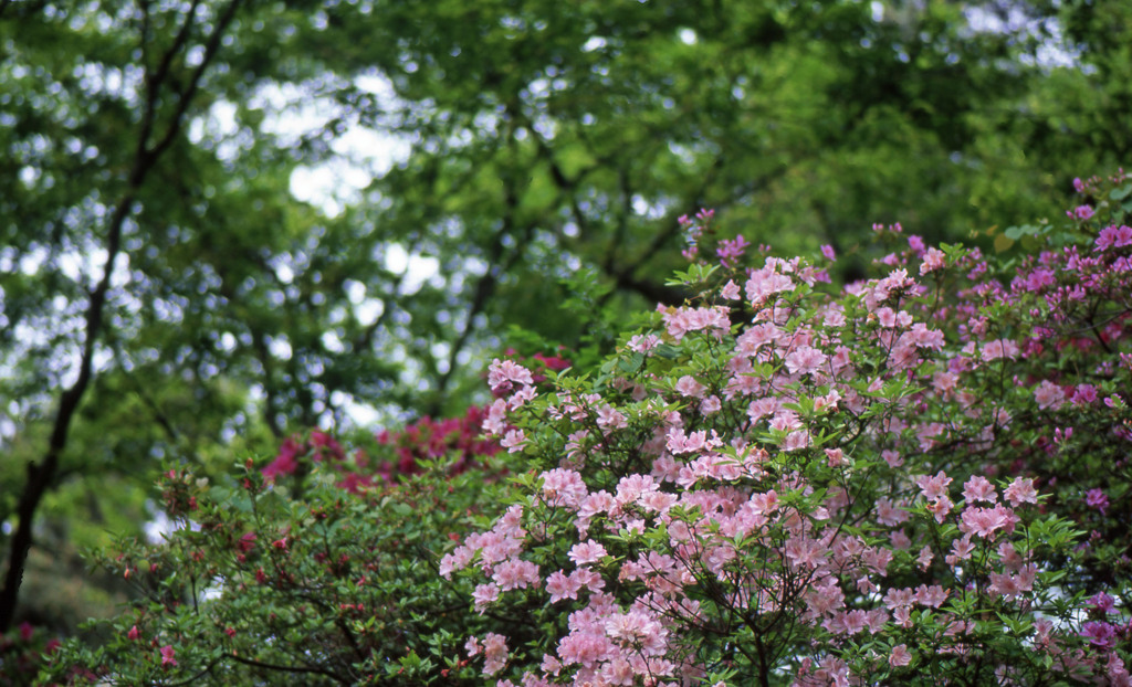 鯖江市西山公園Ｈ24.5.13　11