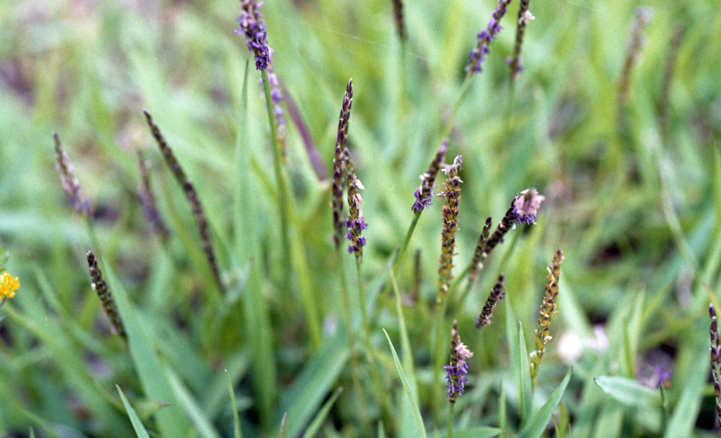 足羽川　板垣橋河川敷04
