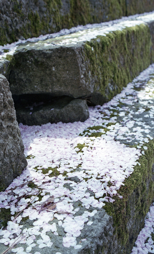 福井県庁　石垣01