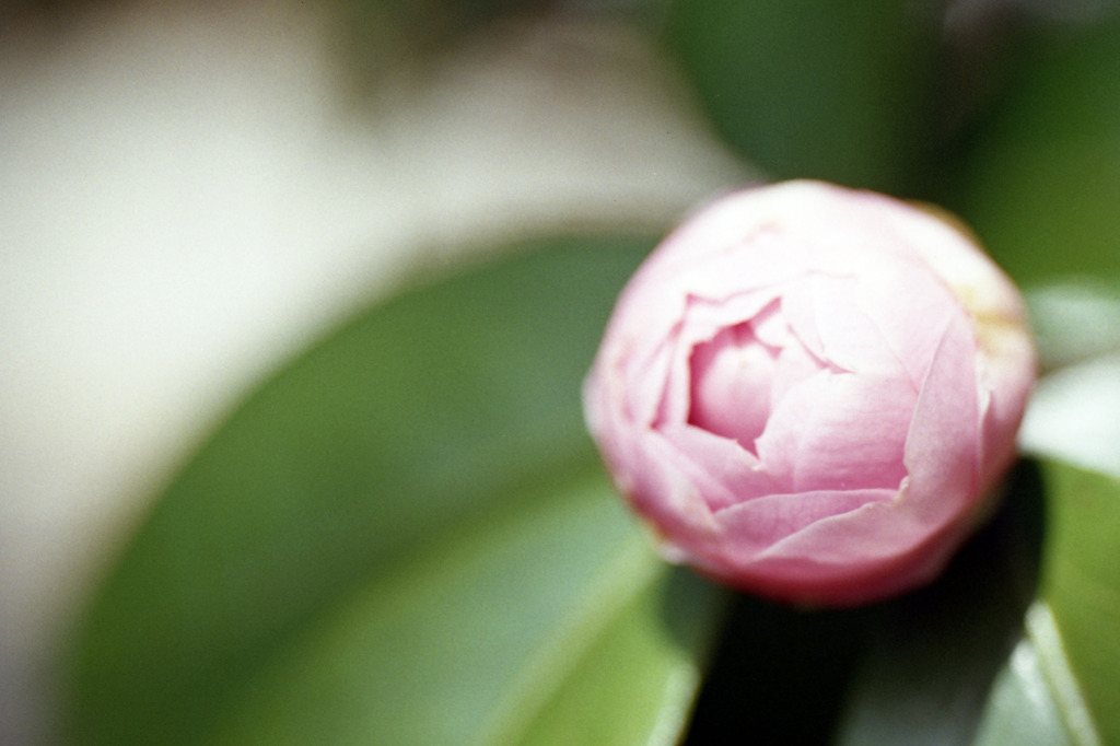 福井県総合グリーンセンター02