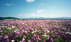 あわら市伊井　コスモス畑06