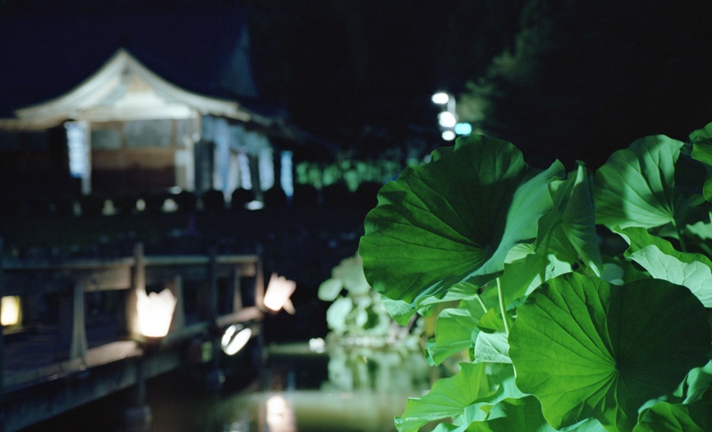 南越前町　花はす公園Ｈ23.7.17　13