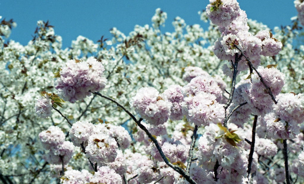 八重桜？　東尋坊気象レーダー観測所付近