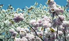 八重桜？　東尋坊気象レーダー観測所付近