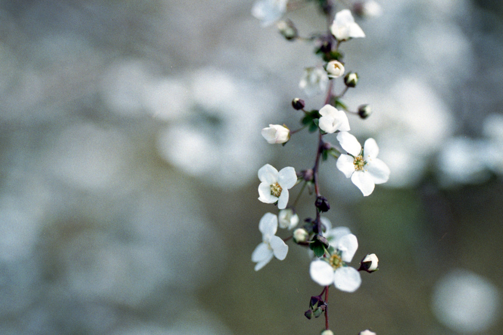 福井県総合グリーンセンター03