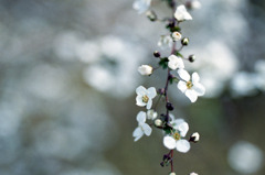 福井県総合グリーンセンター03