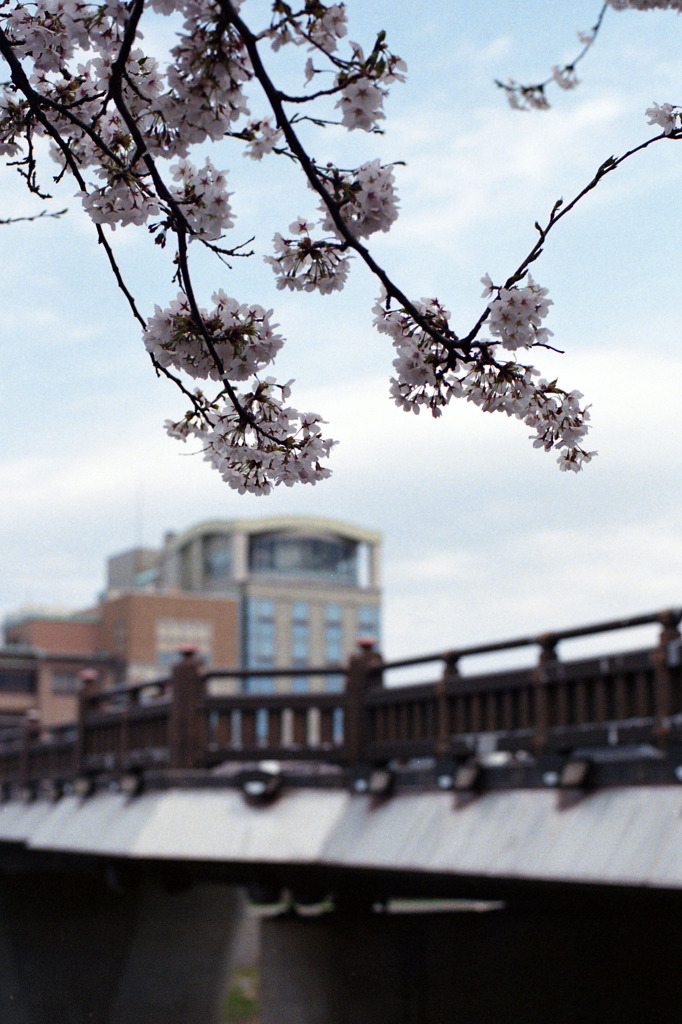 足羽川　桜並木04