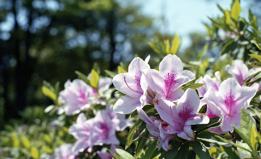 坂井中央公園　ツツジ