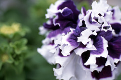 福井県総合グリーンセンターH23.4.2　06