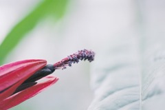 総合グリーンセンター　熱帯展示温室05