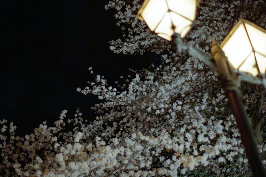 福井県庁　お堀　夜05