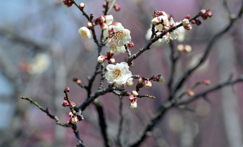 福井市中央公園４月上旬13