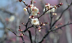 福井市中央公園４月上旬13