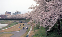 足羽川桜並木４月中旬03