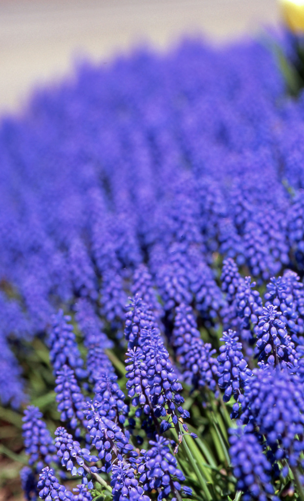 2012となみチューリップフェアＨ24.4.28　03