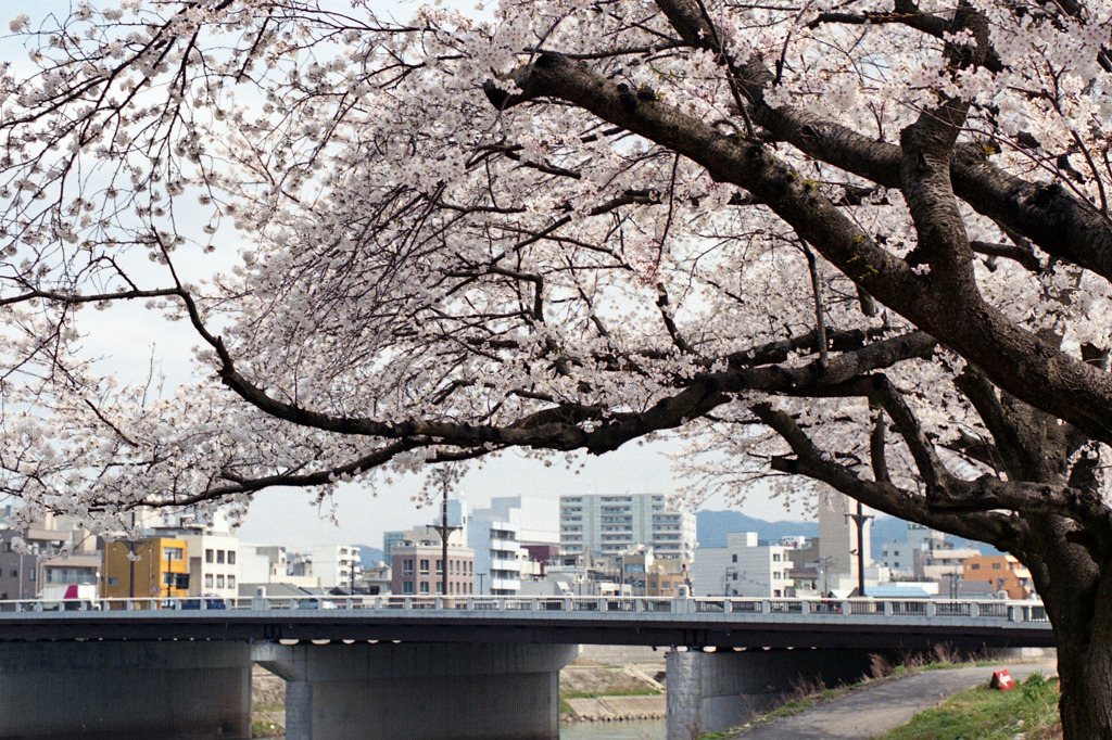 足羽川　桜並木02
