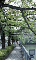 福井県庁　葉桜