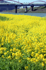 菜の花ロード02