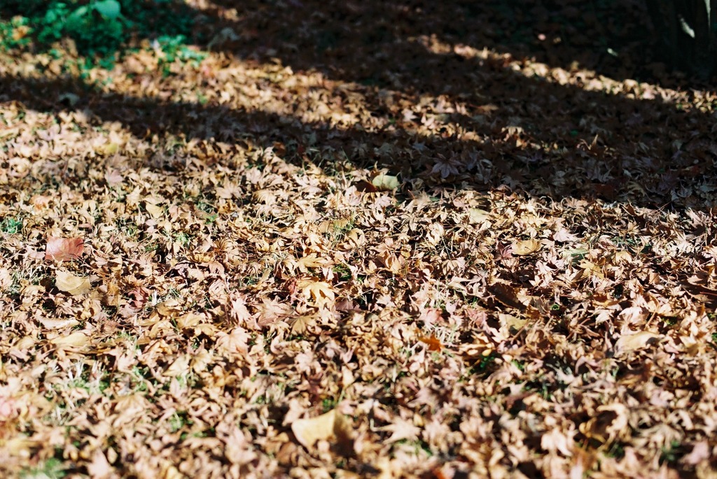 福井市中央公園02