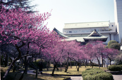 福井市中央公園　梅02