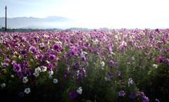 コスモス畑　早朝01