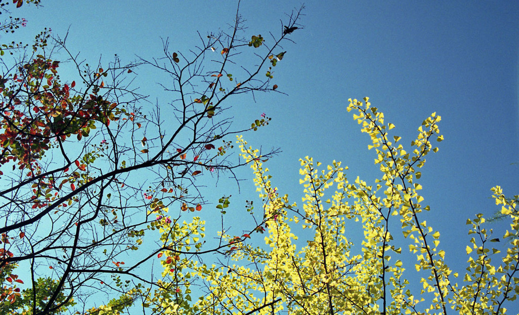 福井市中央公園　10月下旬02