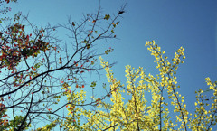 福井市中央公園　10月下旬02