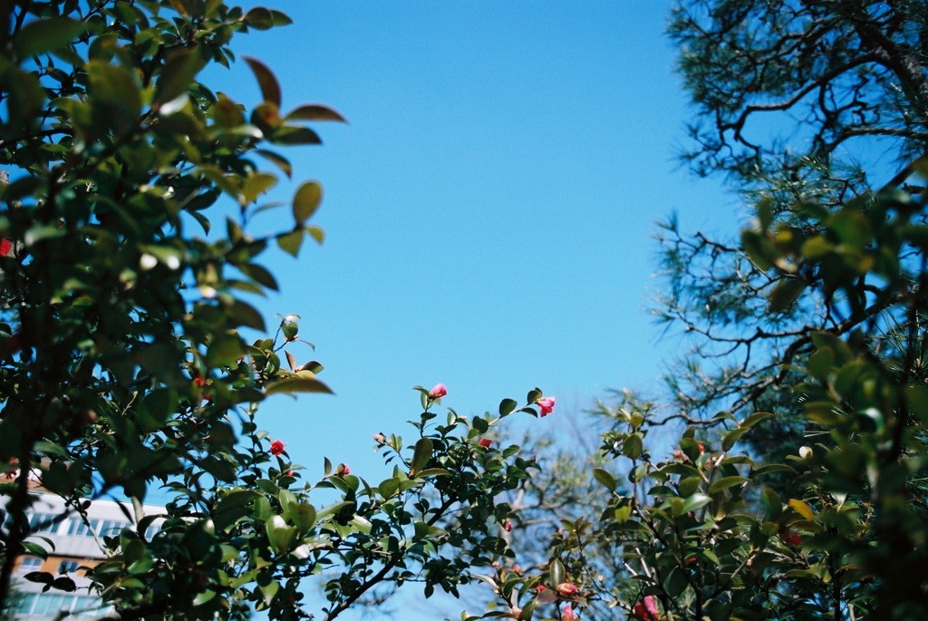 福井市中央公園　椿？01