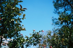 福井市中央公園　椿？01