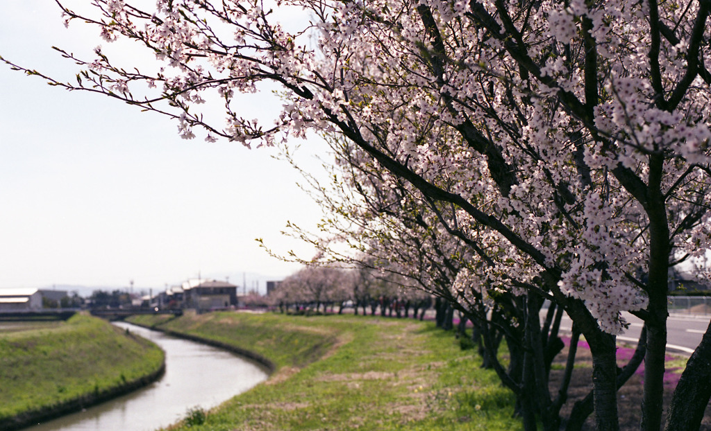 県道159長畑金津線03