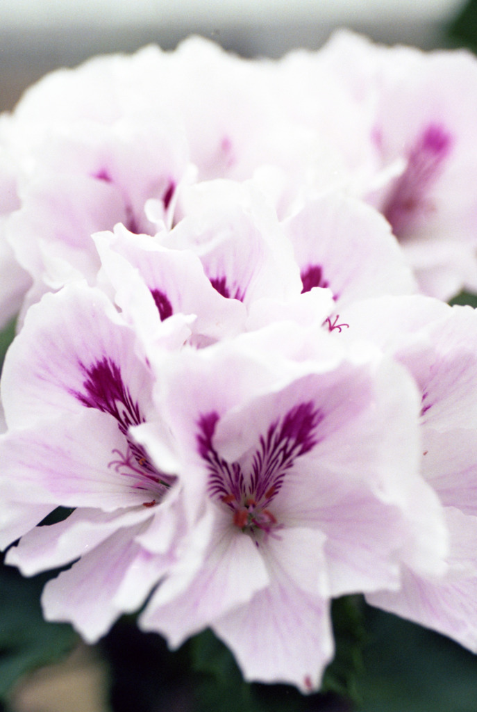 福井県総合グリーンセンター13