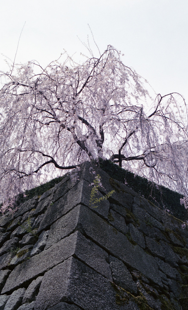 福井県庁　石垣03