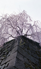 福井県庁　石垣03