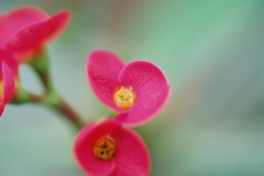 総合グリーンセンター　熱帯展示温室04