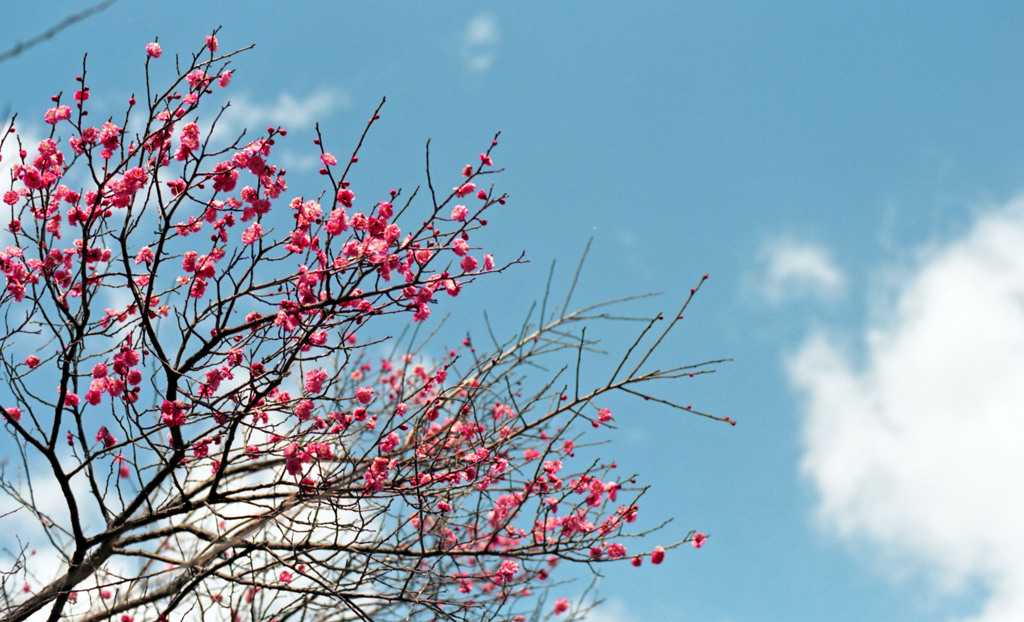 福井市中央公園４月上旬02