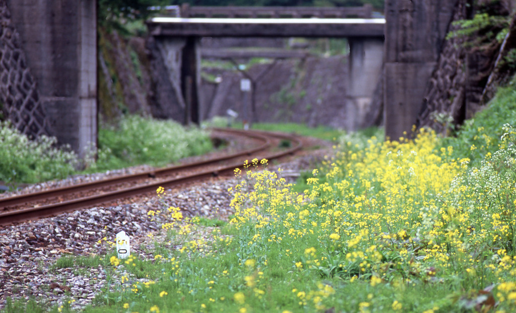 越美北線勝原駅花桃並木Ｈ24.5.5　16