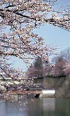 福井県庁お堀４月中旬03