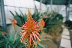 越前岬水仙ランド　ハーブ温室02