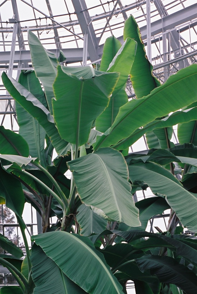 総合グリーンセンター　熱帯展示温室02