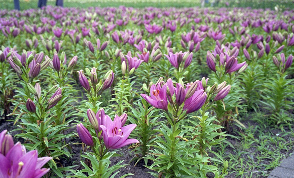 ゆりの里公園　6月中旬頃01