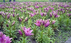 ゆりの里公園　6月中旬頃01