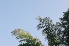 竹林と月