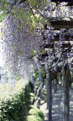 紫式部公園　藤