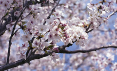 県道159長畑金津線02