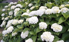 アジサイ　古屋石塚