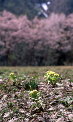 富山県　相倉合掌造り集落Ｈ24.4.29　08