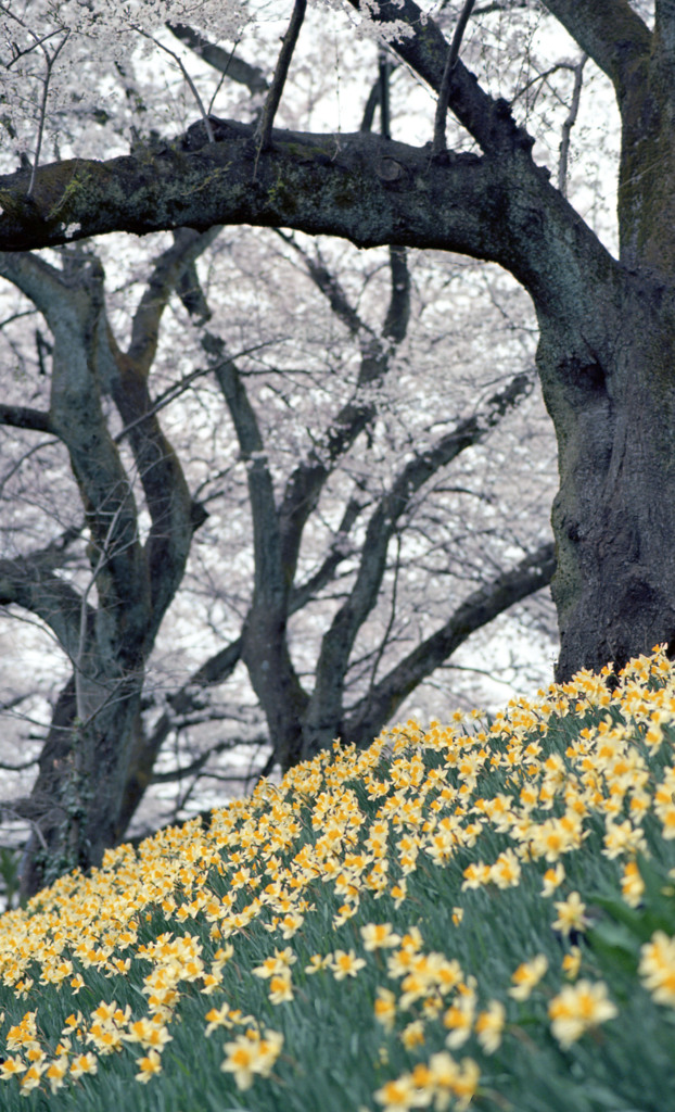 足羽川桜並木４月中旬02