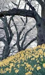 足羽川桜並木４月中旬02