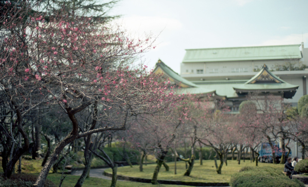 福井市中央公園４月上旬10