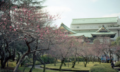 福井市中央公園４月上旬10